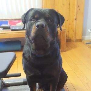 Meet your Posher, Ken